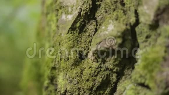 林中有地衣和苔藓的古树林树自然绿木森林里树上的苔藓特写视频的预览图