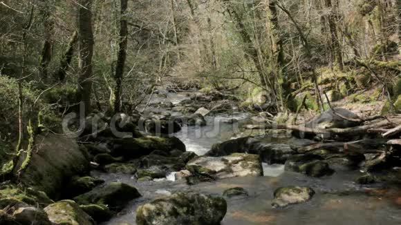 岩石巨石填充森林河视频的预览图