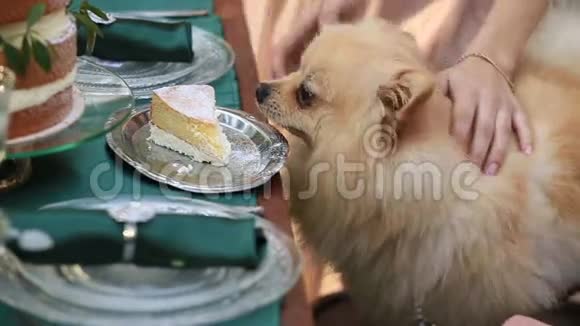 一只可爱的小狗带着庆祝蛋糕在户外视频的预览图