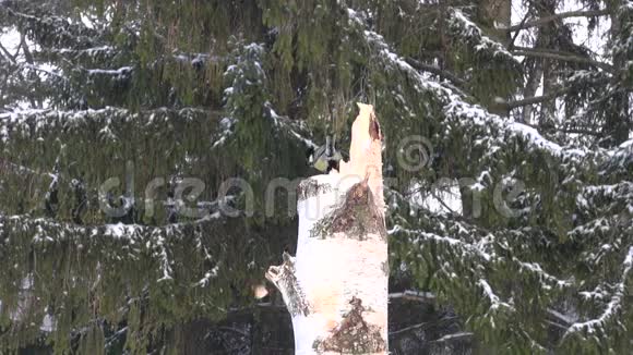 大山雀坐在桦树树桩对杉树视频的预览图