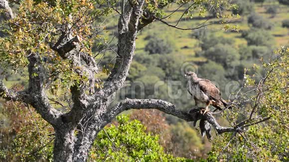 雌性波内利的鹰栖息在树枝上视频的预览图