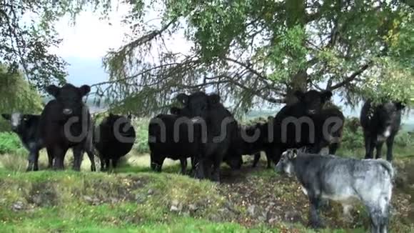 苏格兰高地奶牛视频的预览图