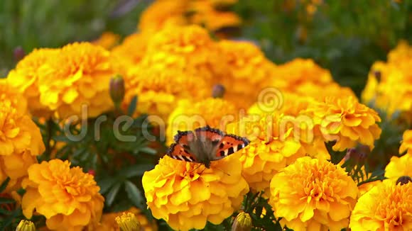 蝴蝶上将坐在黄花上视频的预览图
