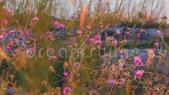 草原植物小紫罗兰花在岩石海岸和海面上背景上有涟漪视频的预览图