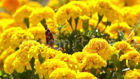 蝴蝶上将坐在黄花上视频的预览图