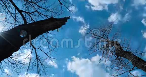 背景中的大树移动的云视频的预览图
