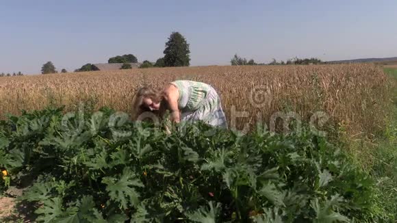 穿着礼服的孕妇收获成熟的胡瓜蔬菜视频的预览图