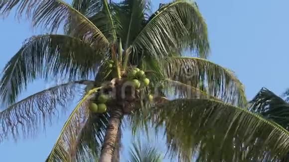 棕榈树和椰子在蓝天上大绿椰子泰国视频的预览图