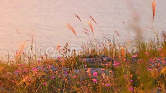 日落时分沙丘上有干草和海水有小涟漪视频的预览图