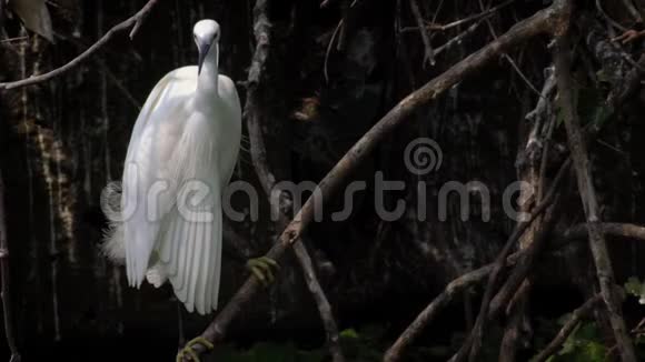 一只成年鸟白色白鹭在树上的慢动作台北市视频的预览图