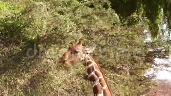长颈鹿吃树上的叶子视频的预览图
