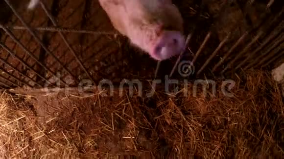 小仔猪哺乳视频的预览图