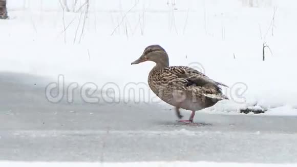 鸭子很快就在雪下奔跑埃卡捷琳堡鲁鲁视频的预览图