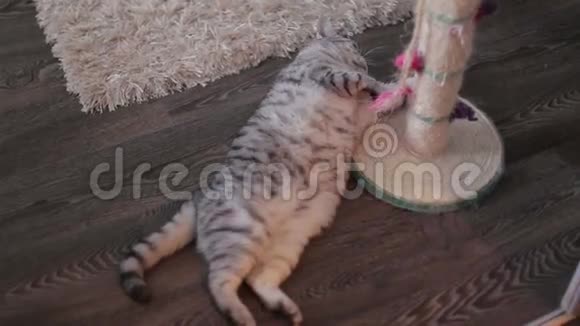 灰条纹猫在家玩地板的乐趣视频的预览图