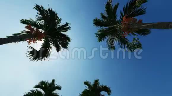 蓝色背景下的棕榈大道蓝天背景旅行背景视频的预览图