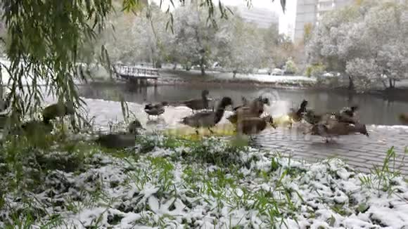 鸭子在被雪覆盖的草地上吃面包视频的预览图