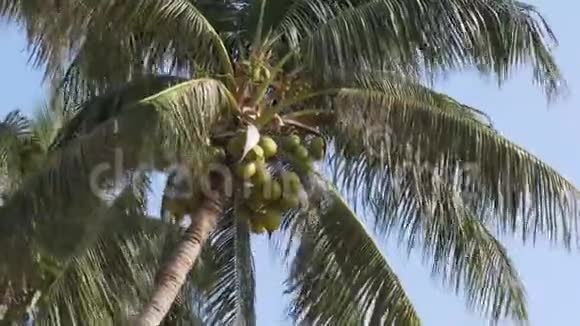 棕榈树和椰子在蓝天上大绿椰子泰国视频的预览图