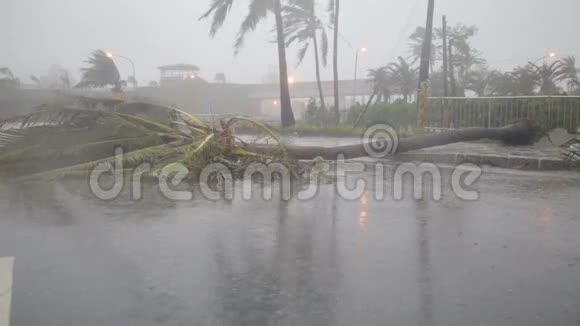 台风在道路上坠落的树视频的预览图