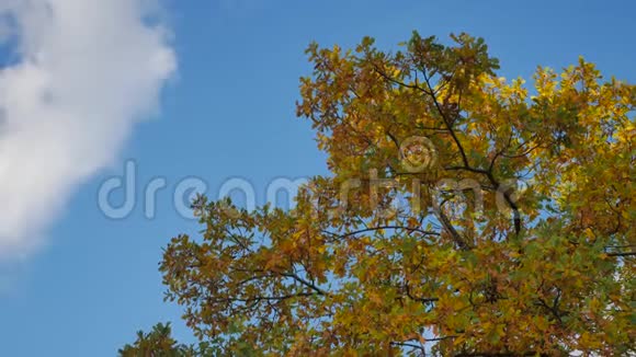黄色的树顶着蓝天美丽的秋林自然景观树视频的预览图