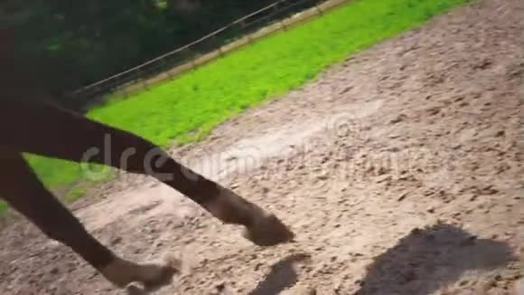 一匹性格倔强的棕马在围场里奔跑视频的预览图