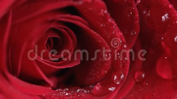 红玫瑰宏观的视频的预览图