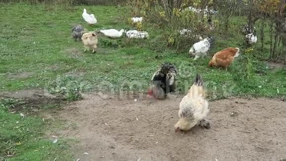 草地上的鸡和鸭视频的预览图