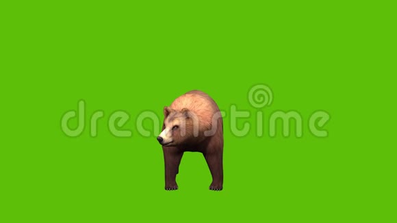 05动画3棕色熊与绿色屏幕行走视频的预览图