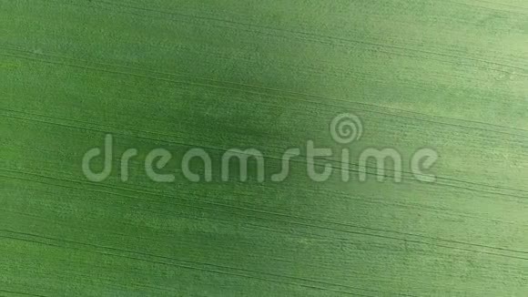 麦田的质地田间幼嫩绿色小麦的背景无人机的照片小麦的航空照片视频的预览图