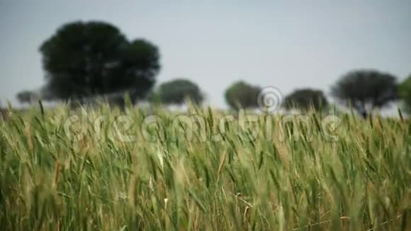 绿色麦田灌溉视频的预览图