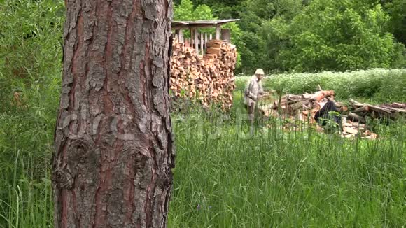 村民在木屋附近砍下厚厚的柳条视频的预览图