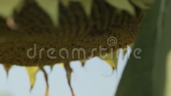 向日葵油籽作物视频的预览图