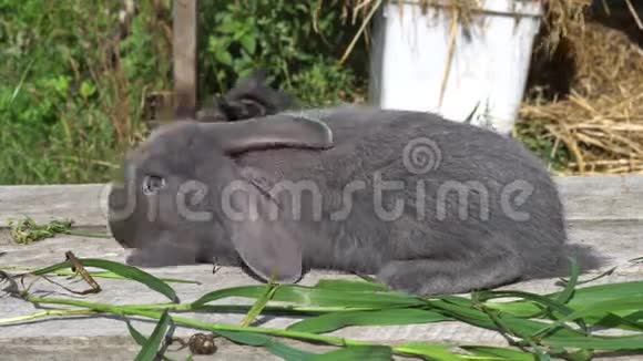 一只可爱的灰兔子正在吃这些茎视频的预览图