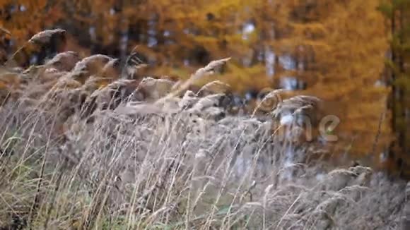 高大的小草黄色的落叶松视频的预览图