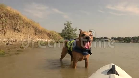 狗救生衣游泳摆脱海岸线皮划艇视频的预览图