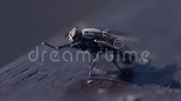 苍蝇洗晨语录视频的预览图