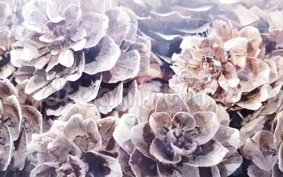 松树背景雪花视频的预览图