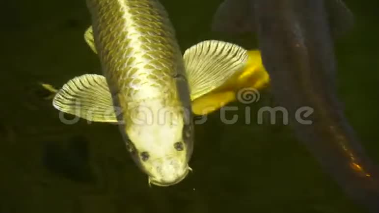 美丽的锦鲤在池塘里捕鱼视频的预览图