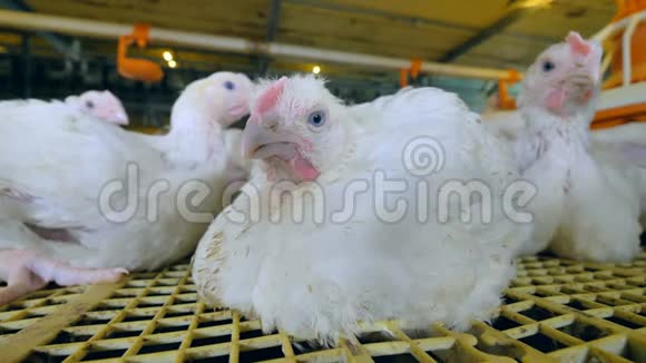 鸡坐在家禽养殖场视频的预览图