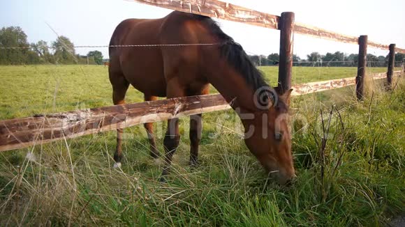 在法国诺曼底放牧的马视频的预览图