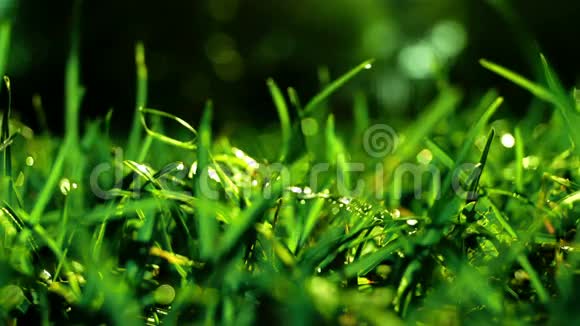 模糊的草地背景与水滴和太阳的旋转视频的预览图