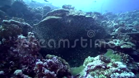 苏丹红海珊瑚玻璃鱼学校视频的预览图