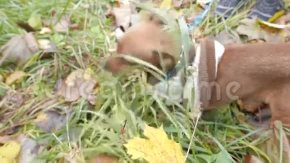 有趣的米色小狗在草地上咀嚼视频的预览图