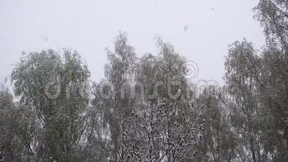 冬天下雪在美丽的森林里视频的预览图