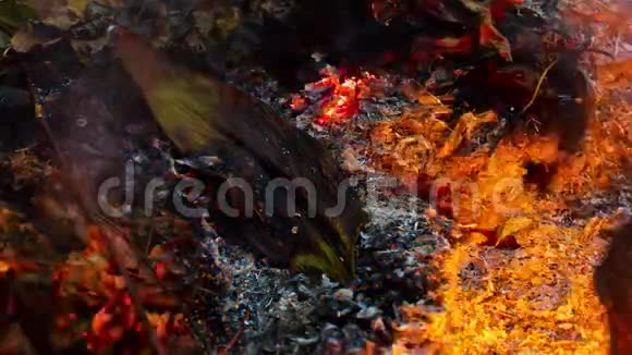 一个燃烧的大绿叶从一大堆叶子和树枝的灰烬中升起的时间推移视频4k3840像素24fps视频的预览图