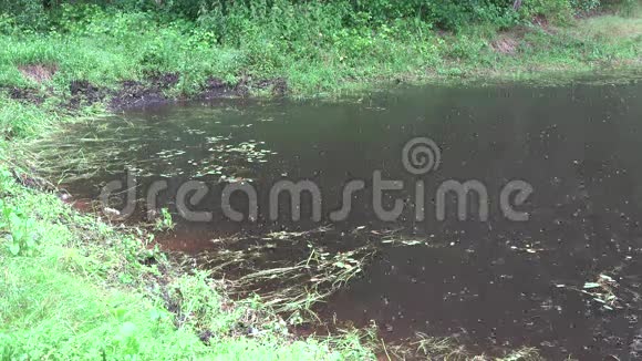 大雨倾盆溅到池塘水上4K视频的预览图
