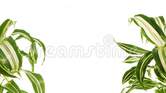 两个旋转植物之间有复制空间孤立在白色上视频的预览图