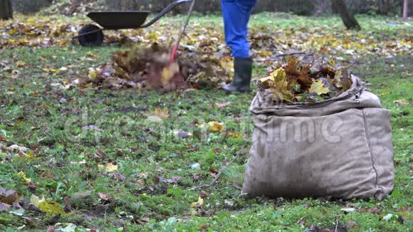 装满树叶的袋子和模糊的园丁工人耙五颜六色的叶子4K视频的预览图