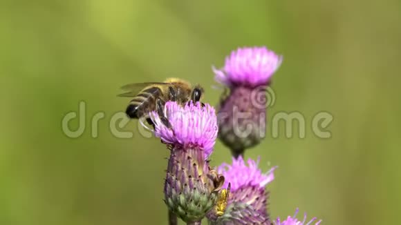 蜜蜂在紫罗兰花上采蜜视频的预览图