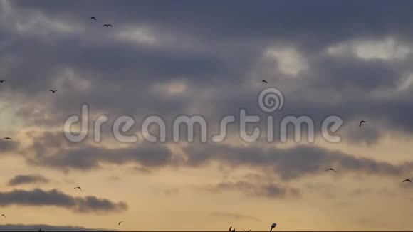 一群鸟在日落时在天空中飞翔一群鸟在天空中乌鸦在阳光下秋天视频的预览图