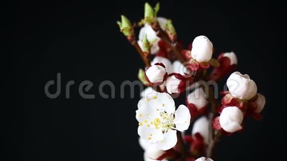 带着杏花的树枝在黑暗的背景上视频的预览图